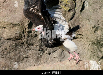 African White-headed Vulture (Trigonoceps occipitalis) prendendo il largo in volo Foto Stock