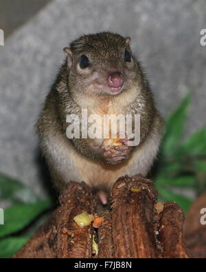 Sud-est asiatico albero comune Megera (Tupaia glis) alimentazione sulla frutta, tenendolo nel suo minuscolo zampe Foto Stock