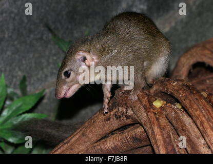 Sud-est asiatico albero comune Megera (Tupaia glis) Foto Stock