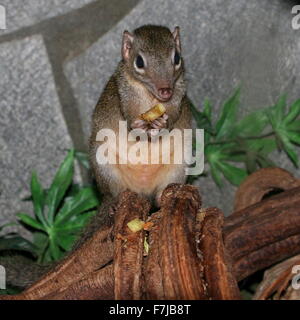 Sud-est asiatico albero comune Megera (Tupaia glis) alimentazione sulla frutta, tenendolo nel suo minuscolo zampe Foto Stock