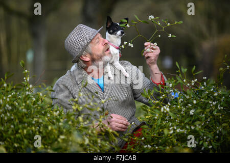 Tenbury Wells, Worcestershire, Regno Unito. Il 1 dicembre del 2015. Vischio acquirente di 55 anni Joe Jones di Powys ottiene aiuto dal suo cane principessa selezionando il diritto di ciuffo al Natale vischio e agrifoglio asta. aste che si tengono a Burford House vicino a Tenbury Wells la capitale del vischio in inglese. Credito: David Bagnall/Alamy Live News Foto Stock