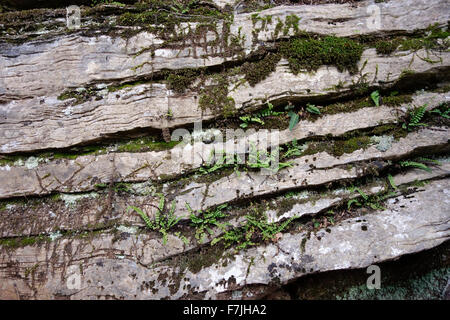 Felci, maidenhair spleenwort, Asplenium trichomanes, crescente nelle fessure della roccia calcarea . Il sud della Spagna. Foto Stock