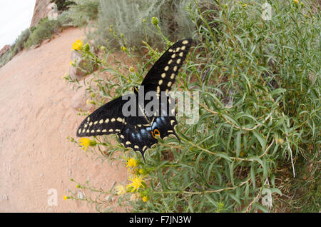 Un nero a coda di rondine con farfalle blu e giallo terre marcature sui fiori selvatici del deserto Foto Stock
