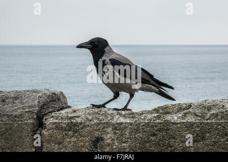 Corvus cornix hooded felpa con cappuccio nero grigio crow bird Foto Stock