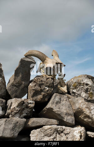 Il macabro & sinister! Pecore di cranio (parentesi di corna e il grande occhio prese) si trova sulla cima di un calcare, secco muro di pietra nel Yorkshire Dales, Inghilterra, Regno Unito. Foto Stock