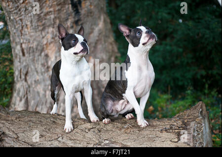 Boston Terrier, bicolor cane nel parco con alberi secolari e di erba Foto Stock