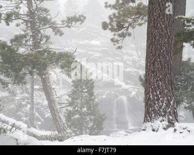 Glen Alpine cade pochi minuti dopo la caduta di neve fresca. Lake Tahoe, California Foto Stock