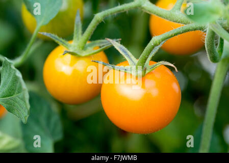 Pomodori Sungold sui tralci. Foto Stock