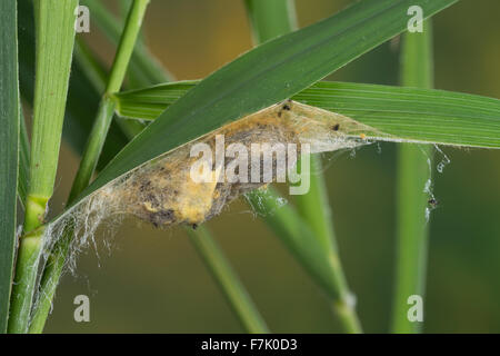 Bevitore, pupa, Grasglucke, Gras-Glucke, Trinkerin, Puppe, Kokon, Philudoria potatoria, Euthrix potatoria, Buveuse, Bombice buveur Foto Stock