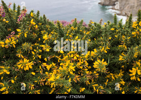 Western Gorse, Furze nana, Gallischer Stechginster, Westlicher Stechginster, Französischer Stechginster, Ulex gallii Foto Stock