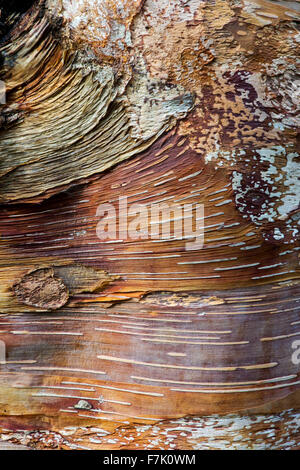 Betula Albosinensis 'Panda rosso". Rosso cinese betulla corteccia di albero Foto Stock