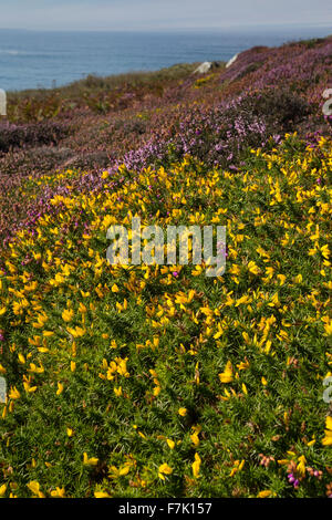 Western Gorse, Furze nana, Gallischer Stechginster, Westlicher Stechginster, Französischer Stechginster, Ulex gallii Foto Stock