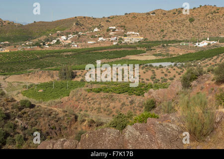 Vicino a Almogia, provincia di Malaga, Andalusia, Spagna meridionale. L'agricoltura. Agrumeti. Case coloniche. Foto Stock