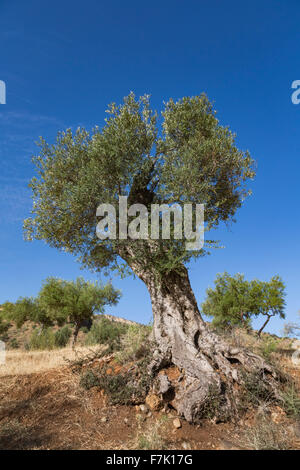 Vicino a Almogia, provincia di Malaga, Andalusia, Spagna meridionale. L'agricoltura. Alberi di olivo. Foto Stock