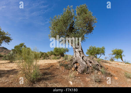 Vicino a Almogia, provincia di Malaga, Andalusia, Spagna meridionale. L'agricoltura. Alberi di olivo. Foto Stock