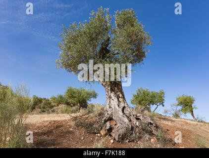 Vicino a Almogia, provincia di Malaga, Andalusia, Spagna meridionale. L'agricoltura. Alberi di olivo. Foto Stock