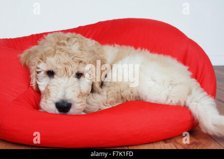 Cucciolo Goldendoodle appoggiata sul cuscino rosso Foto Stock
