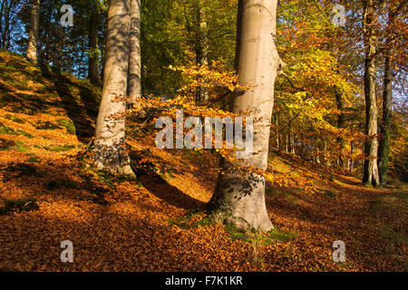 Minnowburn autunno faggi lascia Belfast Shaws Bridge Foto Stock