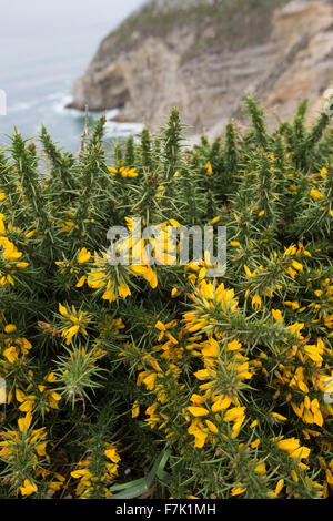 Western Gorse, Furze nana, Gallischer Stechginster, Westlicher Stechginster, Französischer Stechginster, Ulex gallii Foto Stock