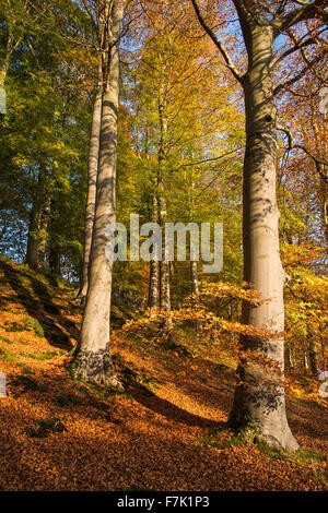 Minnowburn autunno faggi lascia Belfast Shaws Bridge Foto Stock