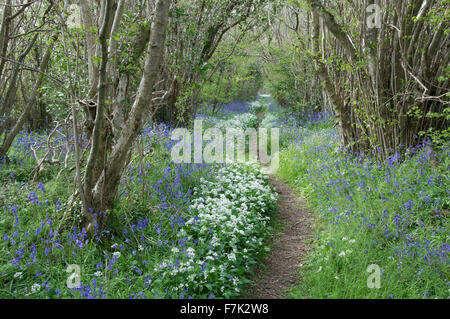 La molla Bluebells (Hyacinthoides non scripta) e aglio selvatico (Allium ursinum) crescere insieme a fianco di una briglia percorso in rural Dorset. Inghilterra, Regno Unito. Foto Stock