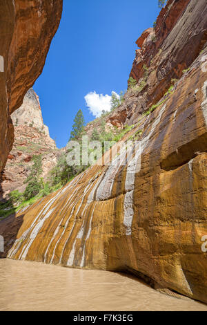 Fiume vergine si restringe nel Parco Nazionale di Zion, Utah, Stati Uniti d'America. Foto Stock