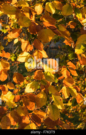 Minnowburn Foglie di autunno Belfast Shaws Bridge Foto Stock