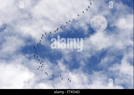 Nuvole è un suggestivo colpo di sky con wispy bianco delle nuvole e la luna come un grande gregge di uccelli vola in tutto il cielo. Foto Stock