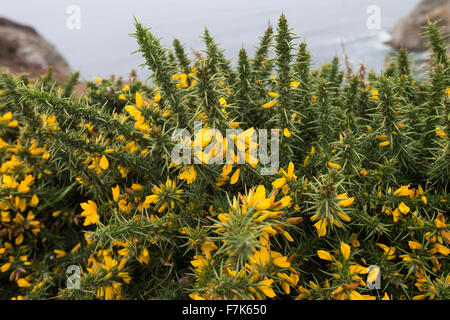 Western Gorse, Furze nana, Gallischer Stechginster, Westlicher Stechginster, Französischer Stechginster, Ulex gallii Foto Stock