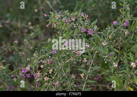 Boxthorn, box thorn, wolfberry cinese, Himalayan goji, Bocksdorn, Goji-Beere, Gojibeere, Lycium barbarum, Lycium halimifolium Foto Stock