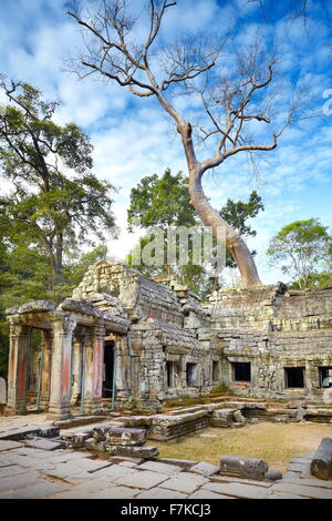 Rovine di Ta Prohm tempio di Angkor, Cambogia, Asia Foto Stock