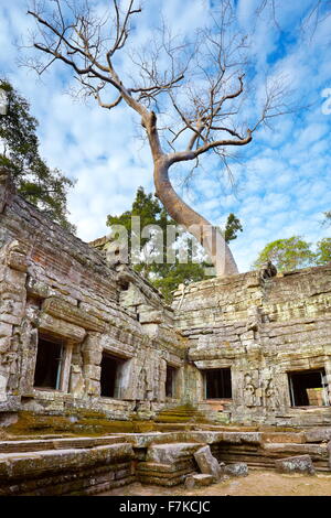 Rovine di Ta Prohm tempio di Angkor, Cambogia, Asia Foto Stock
