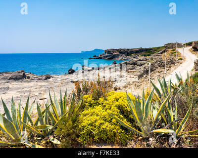 Vegetazione costiera nei pressi di kalithea Rhodes DODECANNESO Grecia Europa Foto Stock