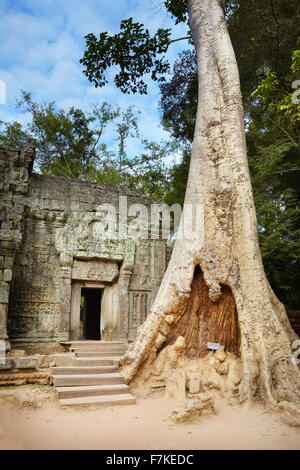 Ta Prohm tempio di Angkor, Cambogia, Asia Foto Stock