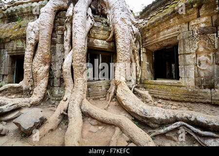 Le radici di un albero gigante overgrowing frammenti del tempio Ta Prohm, Angkor, Cambogia, Asia Foto Stock