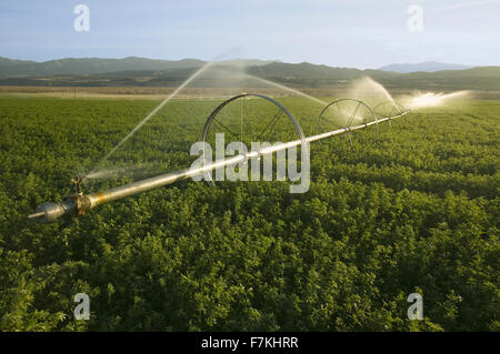 Irrigatori irrigazione in esecuzione in un campo agricolo fuori dell'autostrada 33 nella contea di Ventura vicino Cuyama, California. Foto Stock