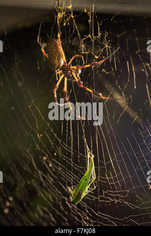 Banana Spider con tramoggia di foglia nel web. Foto Stock