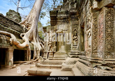 Ta Prohm tempio di Angkor, Cambogia, Asia Foto Stock