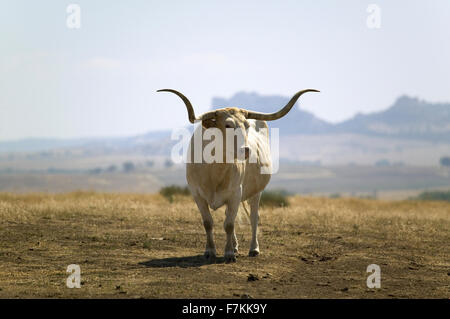 Close-up di Texas Longhorn accanto al forte storico Robinson, Nebraska Foto Stock