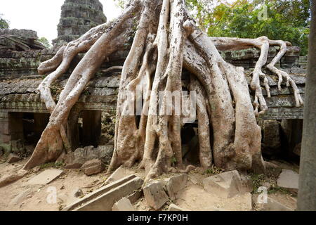 Le radici di un albero gigante overgrowing rovine di Ta Prohm tempio di Angkor, Cambogia, Asia Foto Stock