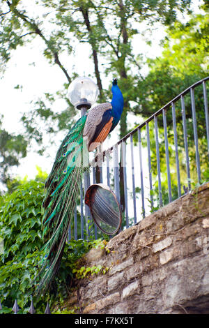 Maschio Peafowl indiano su una ringhiera Foto Stock