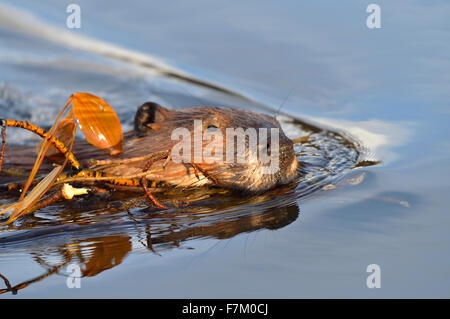 Un wild beaver "Castor canadenis', nuoto con un carico di rami per l' approvvigionamento alimentare Foto Stock