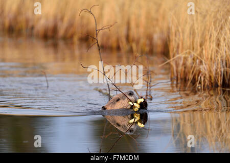 Un wild beaver "Castor canadenis', nuoto con un carico di rami Foto Stock