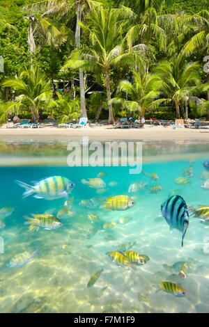 Thailandia - subacquea tropicale con vista sul mare con pesce a Ko Samet Island Beach, Thailandia, Asia Foto Stock