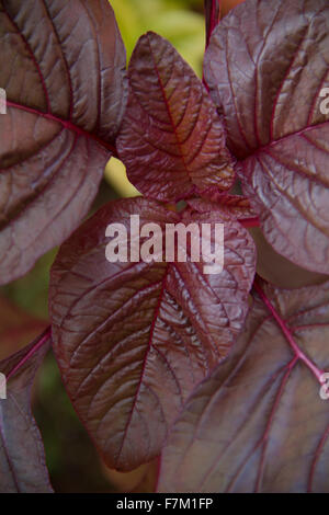 Rosso foglie di spinaci Foto Stock