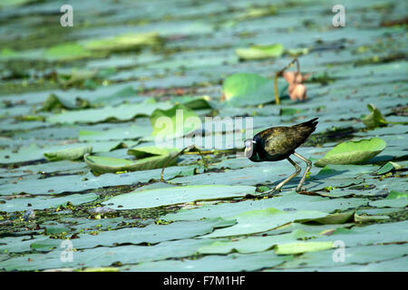 Bird (bronzo-winged Jacana) passeggiate nello stagno Foto Stock