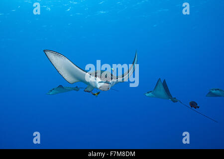 Raggio di aquila chiazzato, Aetobatus narinari, essendo pulito dal pesce pulitore, Saipan, Commonwealth delle Isole Marianne Settentrionali Foto Stock