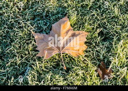 Maple Leaf su erba, Canada Foto Stock