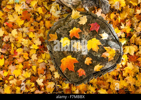 Autunno foglie di acero caduto su di un registro. Foto Stock