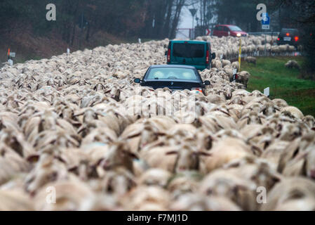 Bad Koetzting, Germania. 01 Dic, 2015. Vetture bloccato in mezzo a un gregge di pecore, facendo strada lungo una strada per aiutarli a passare a un altro prato vicino a Bad Koetzting, Germania, 01 dicembre 2015. Foto: ARMIN WEIGEL/dpa/Alamy Live News Foto Stock